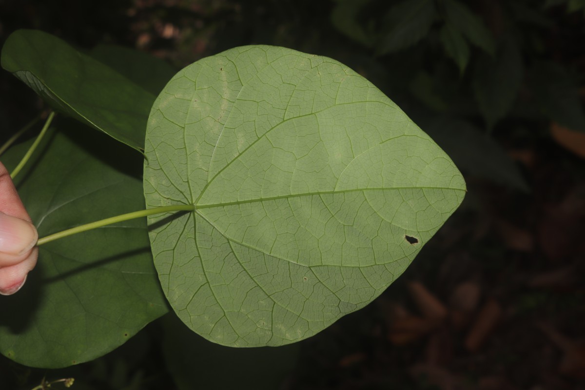 Stephania japonica (Thunb.) Miers